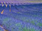 France, Provence. S-Cure pattern in the lavender Art Print